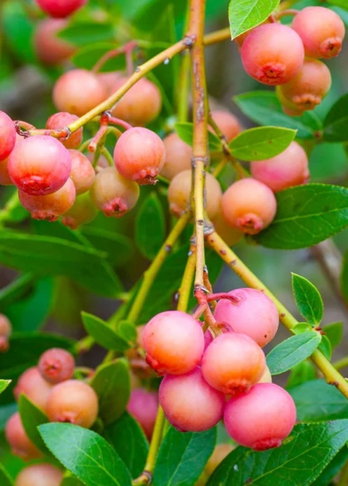 Blueberry 'Pink Lemonade' (Vaccinium corymbosum 'Pink Lemonade')