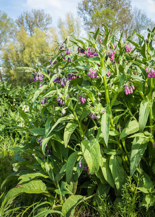 Comfrey (Symphytum uplandicum)
