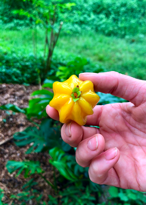 Pitangatuba (Eugenia neonitida)