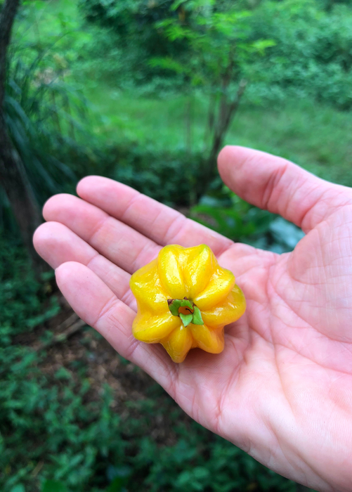 Pitangatuba (Eugenia neonitida)