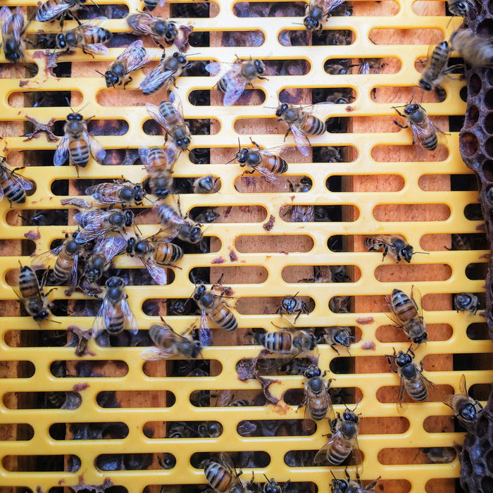 Plastic Queen Excluder