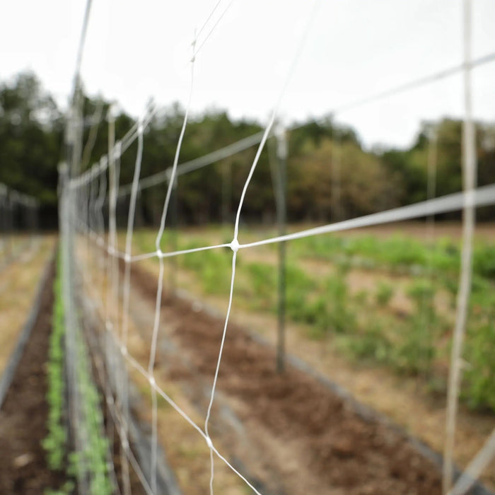 Trellis Netting | 6" Mesh