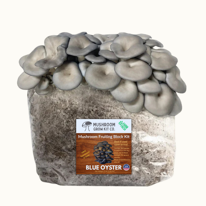 Blue Oyster Mushroom Grow Kit Fruiting Block - 5 LBS