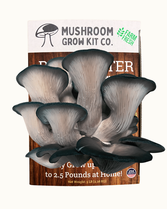 Blue Oyster Mushroom Growing Kit - 5 LBS Spray and Grow