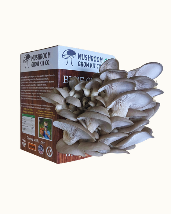Blue Oyster Mushroom Growing Kit - 5 LBS Spray and Grow
