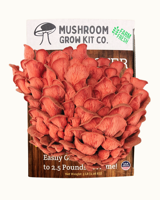 Pink Oyster Mushroom Growing Kit - 5 LBS Spray and Grow