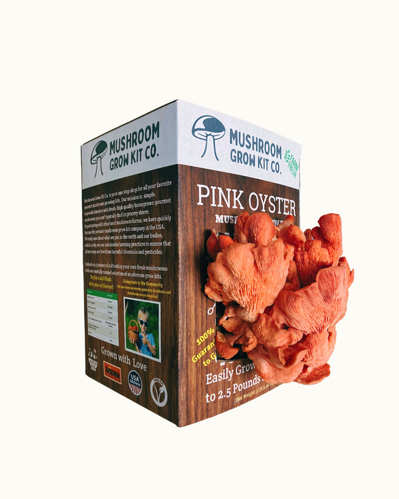 Pink Oyster Mushroom Growing Kit - 5 LBS Spray and Grow