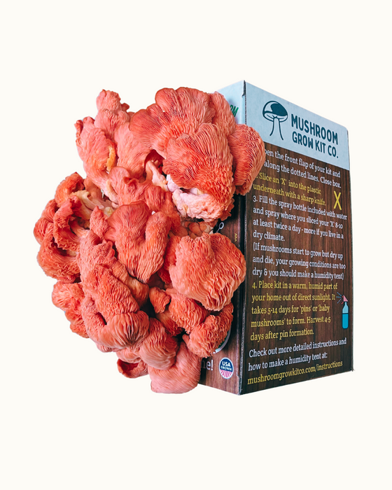 Pink Oyster Mushroom Growing Kit - 5 LBS Spray and Grow