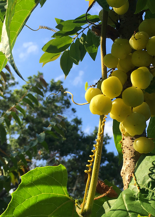 Amla, Indian Gooseberry (Phyllanthus emblica)