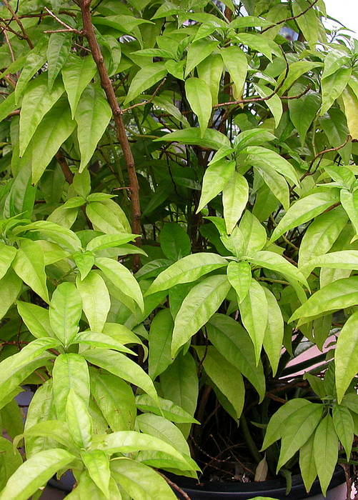 Hoan Ngoc, Xuan-Hoa (Pseuderanthemum palatiferum)