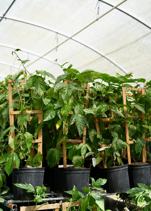 Passion Fruit ‘Purple Possum’ (Passiflora edulis)