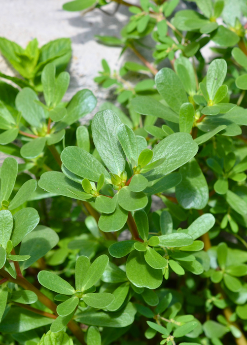 Purslane (Portulaca oleracea)