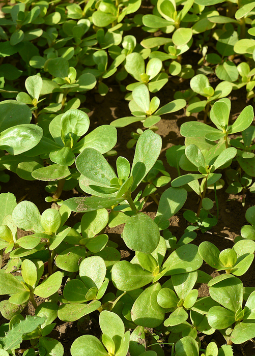 Purslane (Portulaca oleracea)