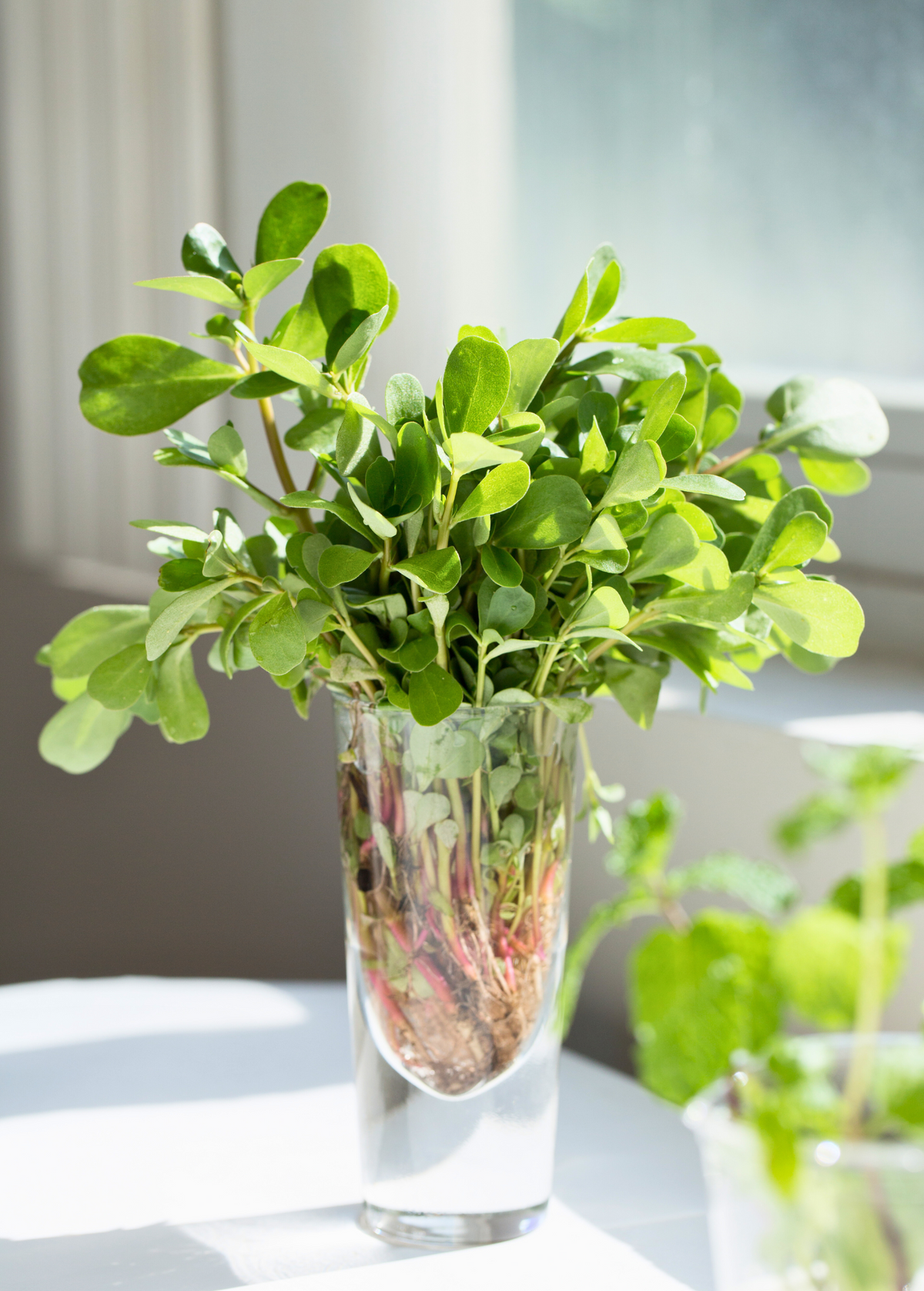 Purslane (Portulaca oleracea) — Specialty Food Source