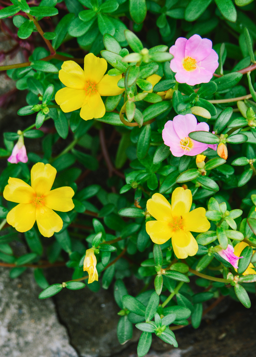 Purslane (Portulaca oleracea)