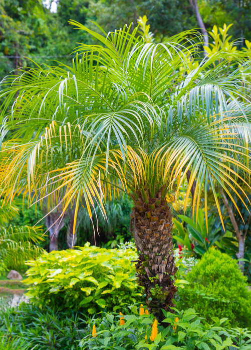 Pygmy Date Palm (Phoenix roebelenii)