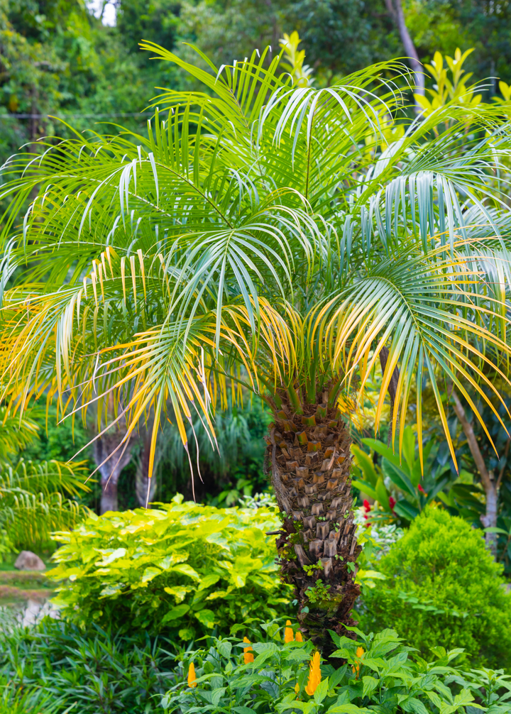 roebelenii palm cats Pygmy Date Palm (Phoenix roebelenii) — Specialty Food Source