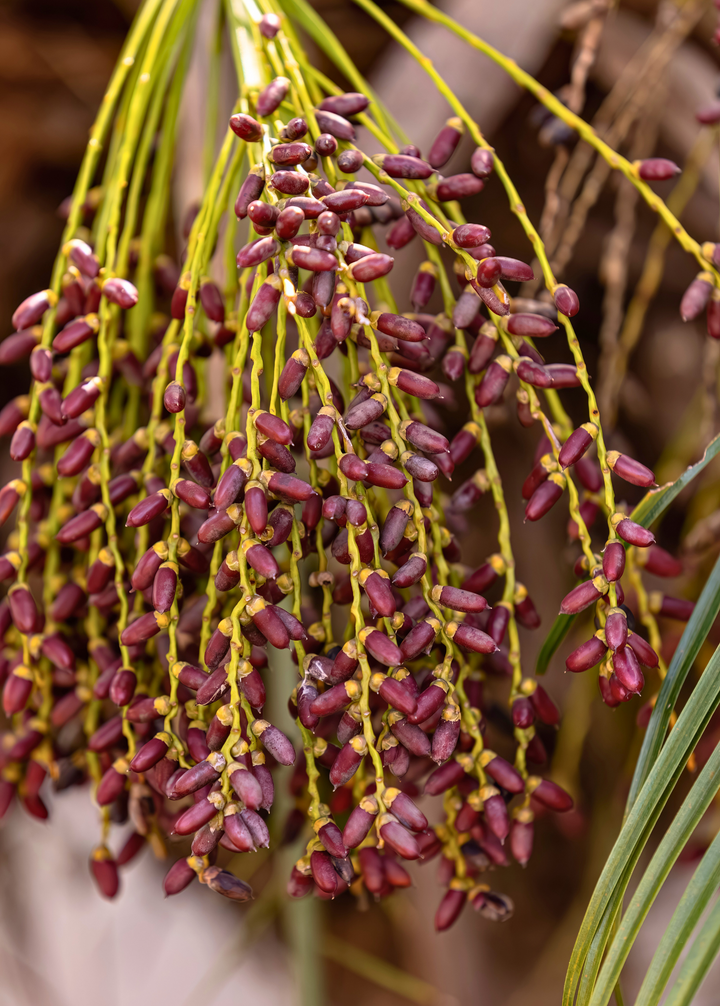 plant phoenix roebelenii palm Pygmy Date Palm (Phoenix roebelenii) — Specialty Food Source