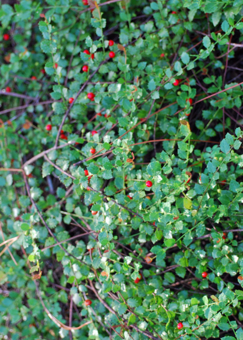 Quail Berry (Crossopetalum ilicifolium)