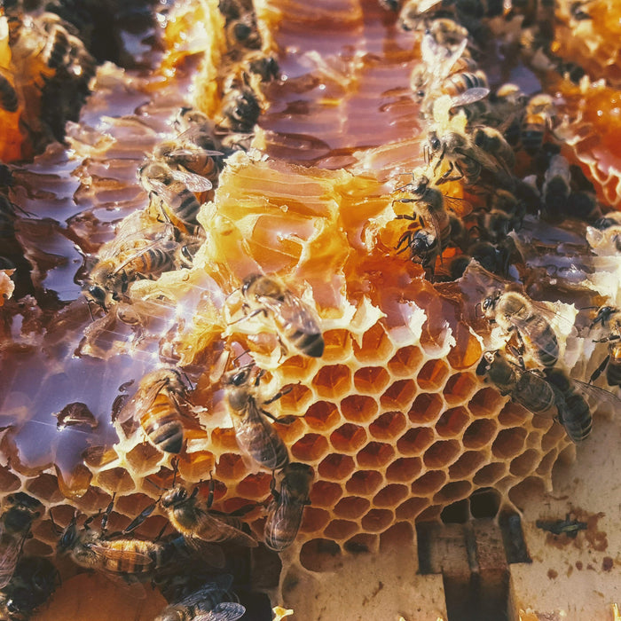 Raw Honey from Irondale, Alabama