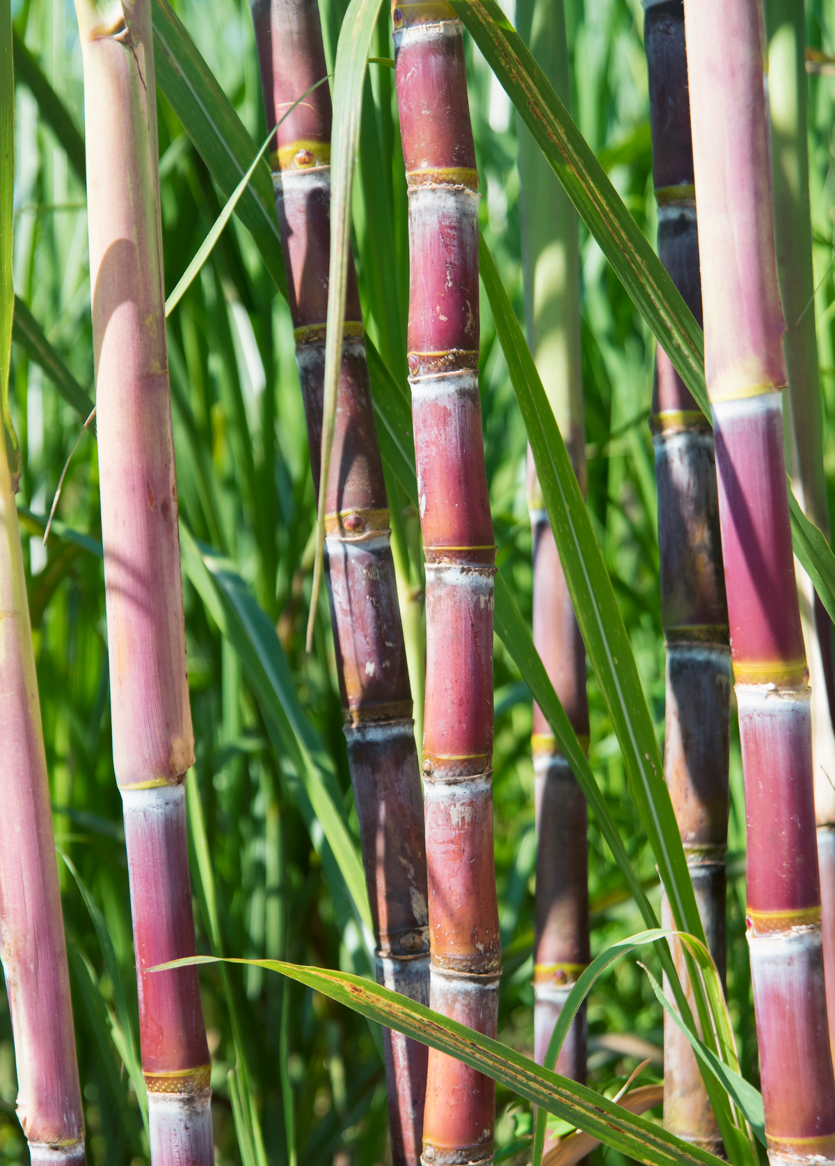 Sugar Cane 'Red' — Specialty Food Source