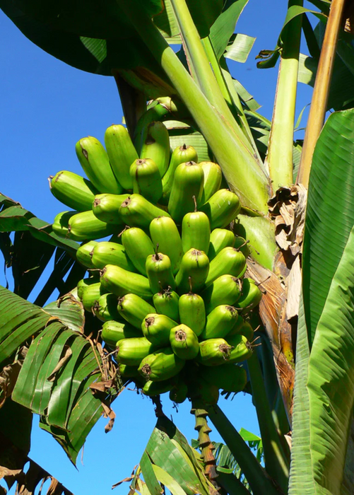 Red Trunk Popo'Ulu Banana (Musa popoulu)