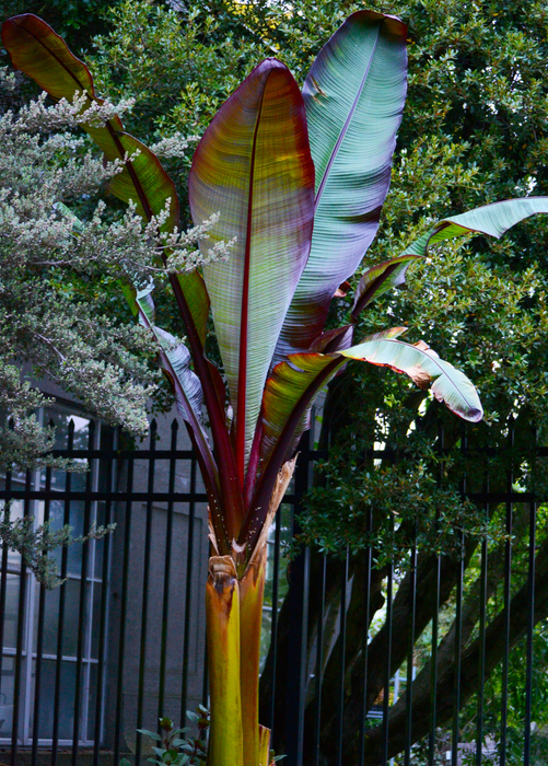 Red Abyssinian (Ensete ventricosum 'Maurelii')