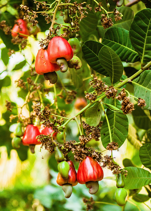Cashew, Red (Anacardium occidentale)