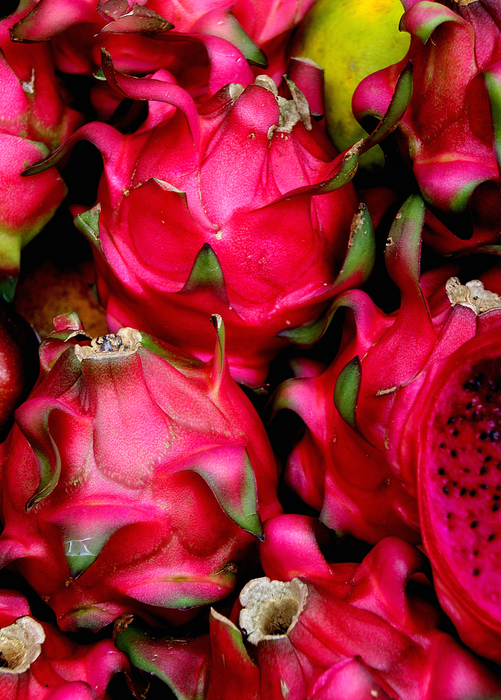Dragon Fruit, Red 'Tricia' (Hylocereus polyrhizus)