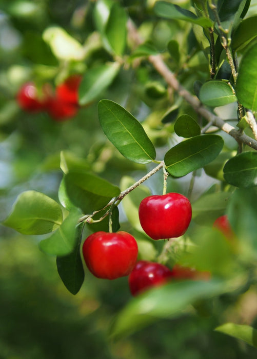 Barbados Cherry (Malpighia emarginata)