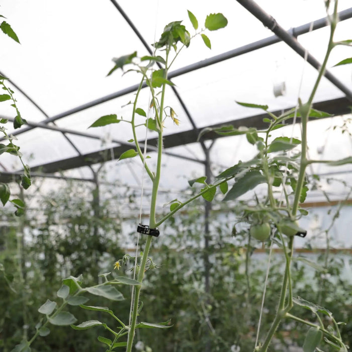 Tomato Roller Hooks