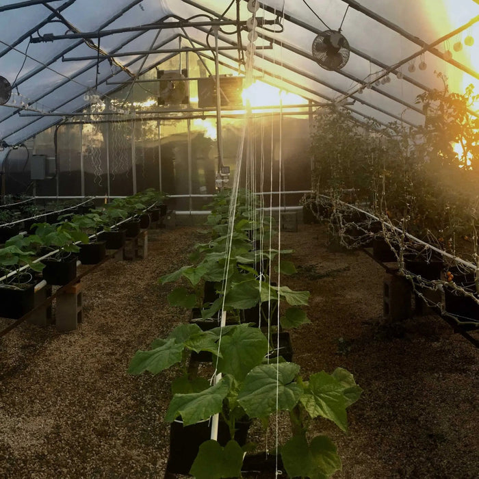 Tomato Roller Hooks