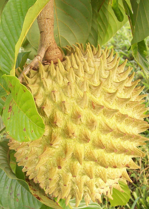 Rollinia (Rollinia deliciosa)