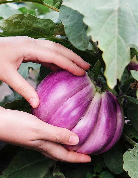 Organic Rosa Bianca Eggplant Seeds