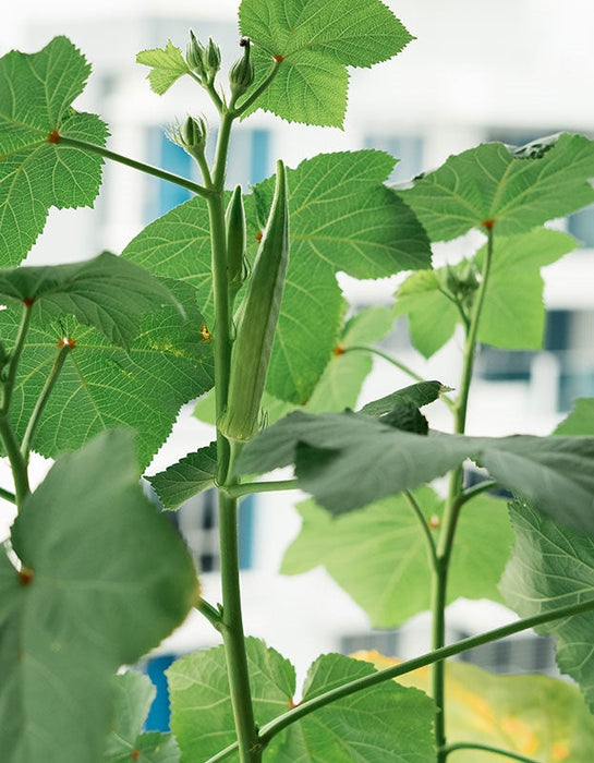 Organic Clemson Spineless Okra Seeds