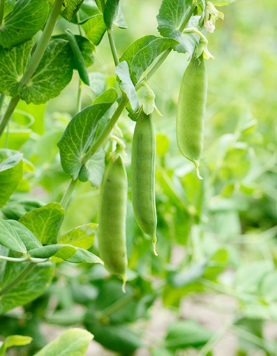 Organic Cascadia Snap Pea Seeds