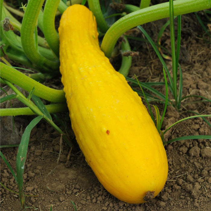 Prolific Yellow Straightneck Summer Squash Seeds (Organic)