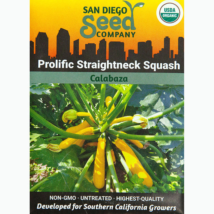 Prolific Yellow Straightneck Summer Squash Seeds (Organic)