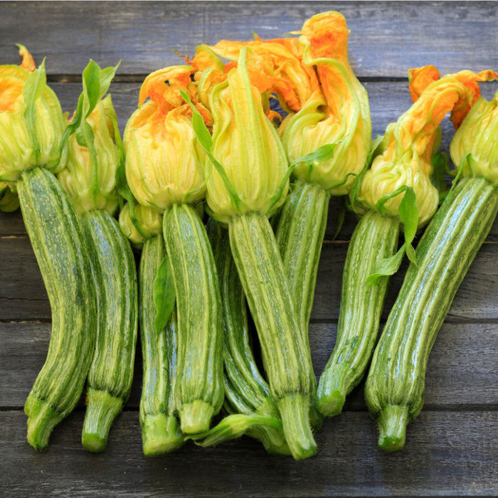 Straito d'Italia Zucchini Summer Squash Seeds (Organic)