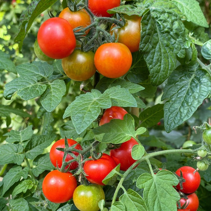 Large Red Cherry Tomato Seeds