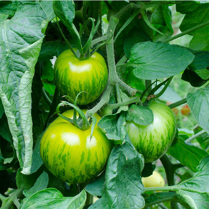 Green Zebra Tomato Seeds (Organic)