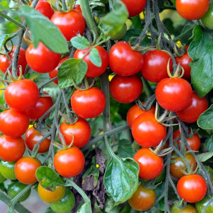 Chadwick's Cherry Tomato Seeds (Organic)