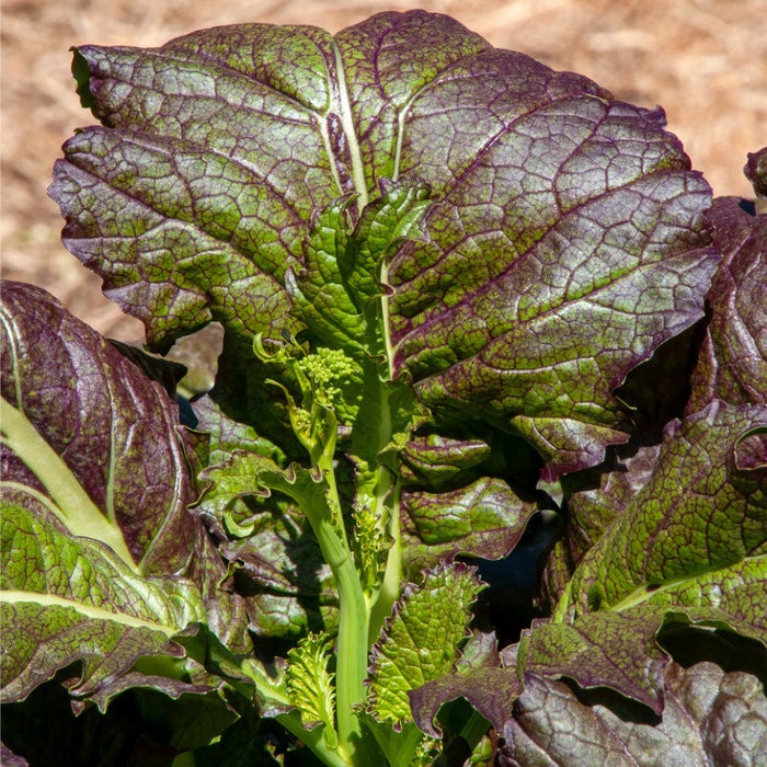 Red Giant Mustard Seeds (Organic)