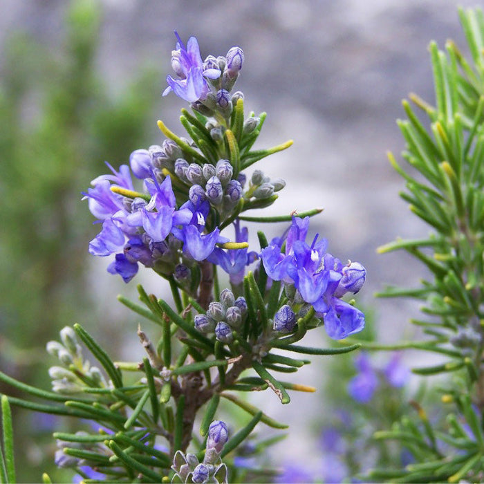 Rosemary Seeds (Organic)