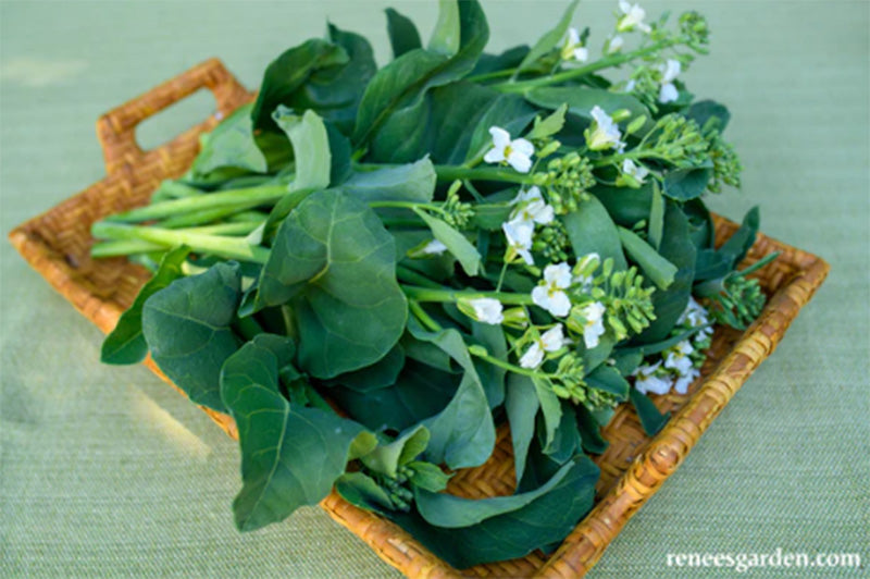 Early Jade Gai Lan/Chinese Broccoli Seeds