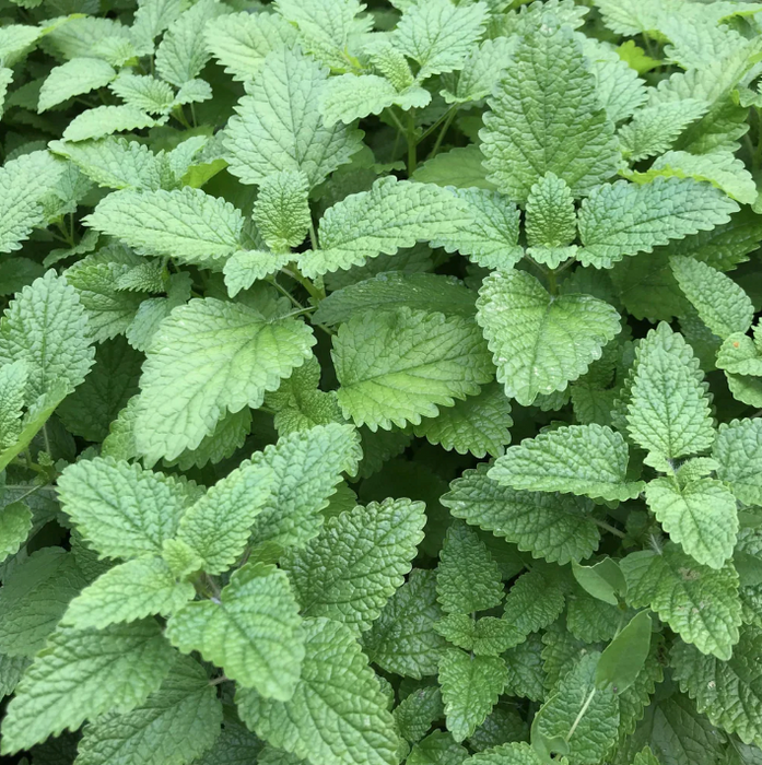 Lemon Balm Art Pack