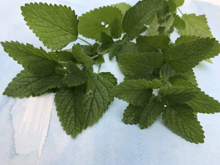 Lemon Balm Art Pack