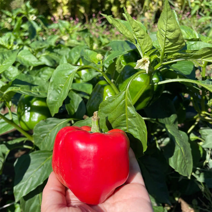 Organic King of the North Sweet Bell Pepper Art Pack