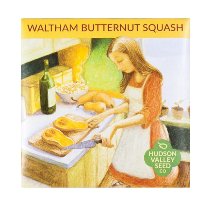 Organic Waltham Butternut Winter Squash Art Pack