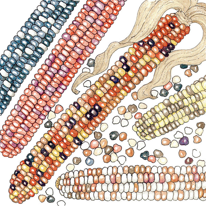 Painted Mountain Corn Seeds (Organic)